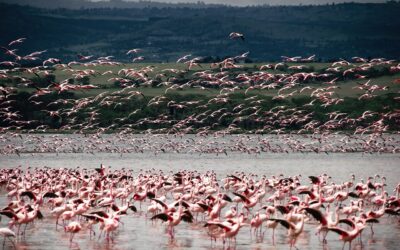 Oplev Kenyas magi – Et dybdegående indblik i rejser til Kenya